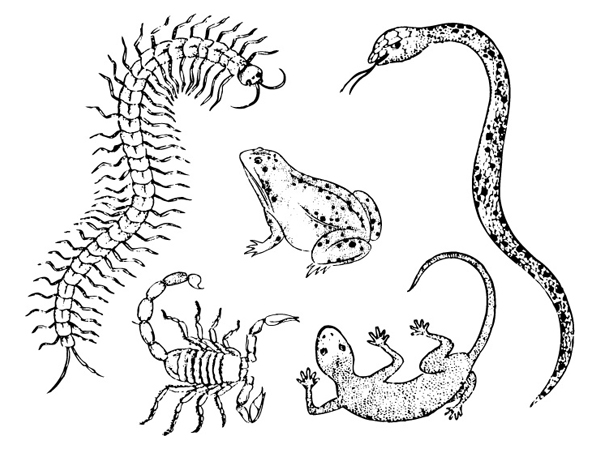 五毒矢量素材