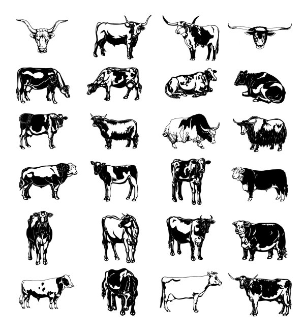 黑白画牛矢量图片系列一  矢量素材