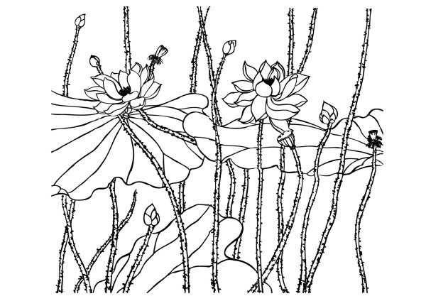Lotus line drawing vector material